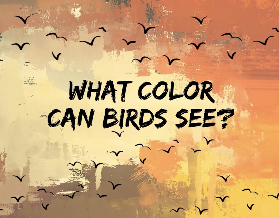 What Color Can Birds See?